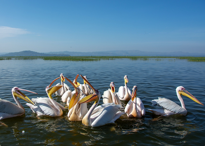 birds pelican