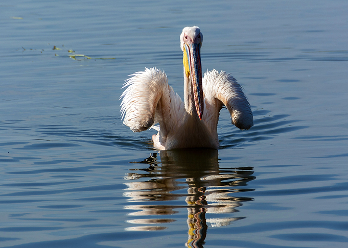 swimming bird