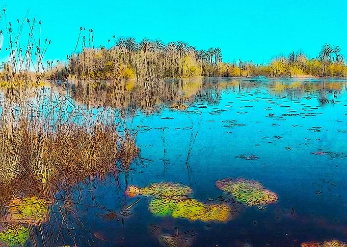 Okefenokee Swamp