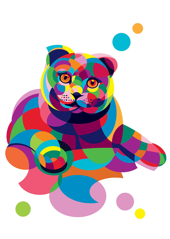 Scottish Fold Cat