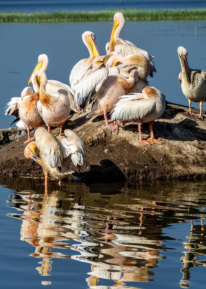 pelican birds