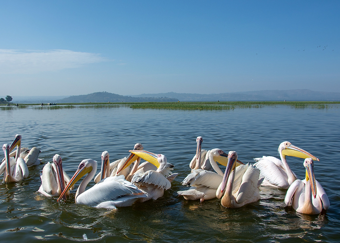 pelicans feeding