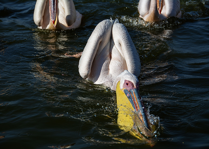 diving pelican
