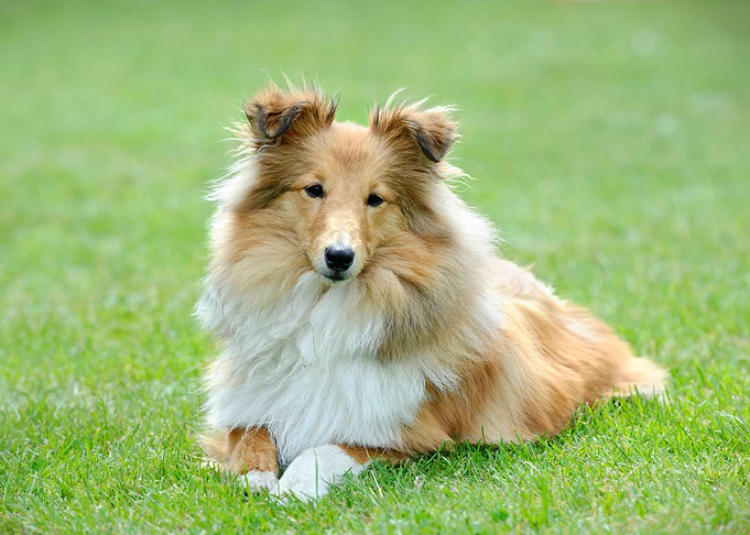 Shetland Sheepdog sheltie