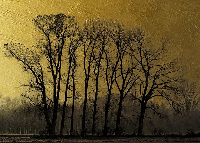 Multiple Trees Gold Plate