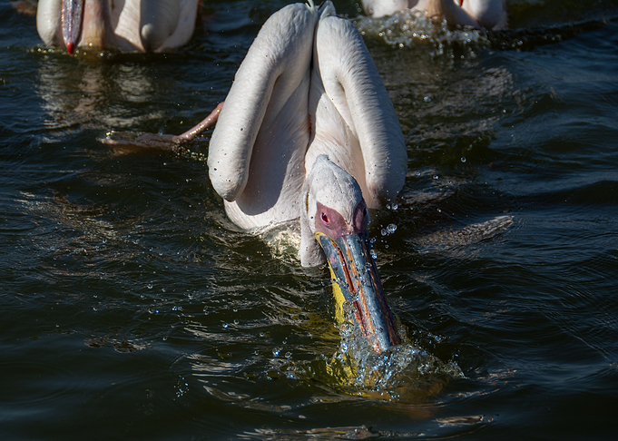 pelican bird