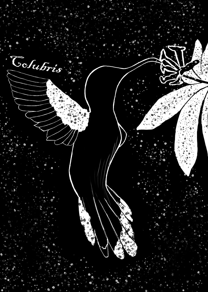 Hummingbird