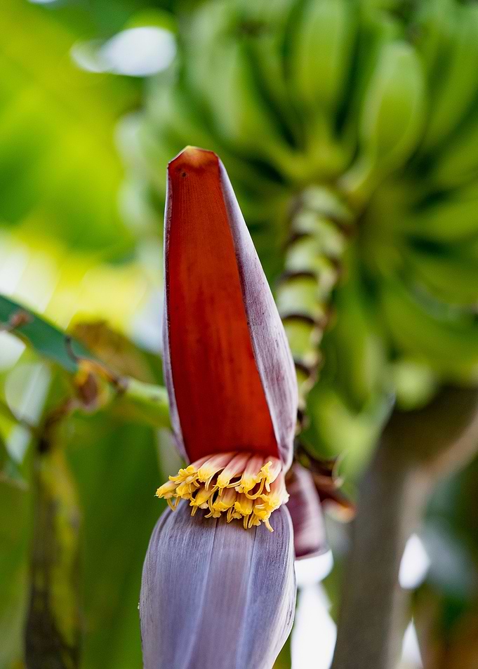 Banana