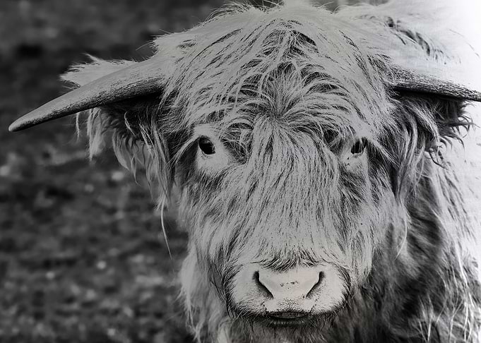 Bull on Silver Plate