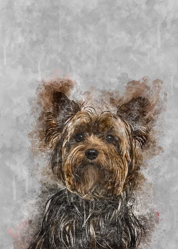 Yorkshire Terrier