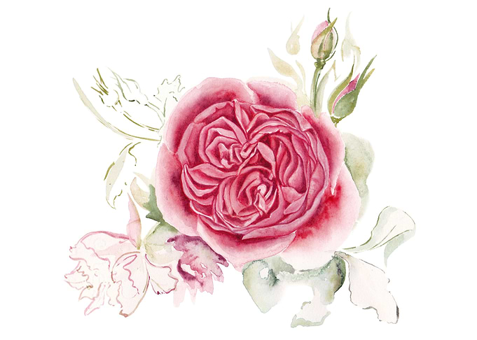 Flower roses