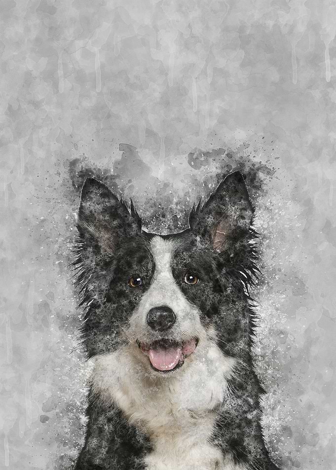 Border Collie