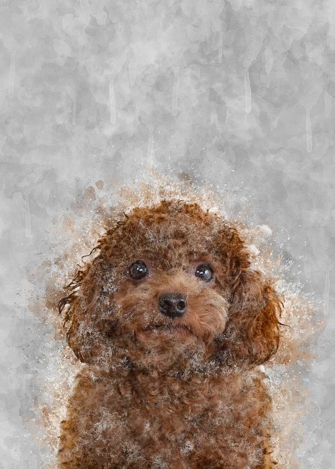 Poodle Puppy