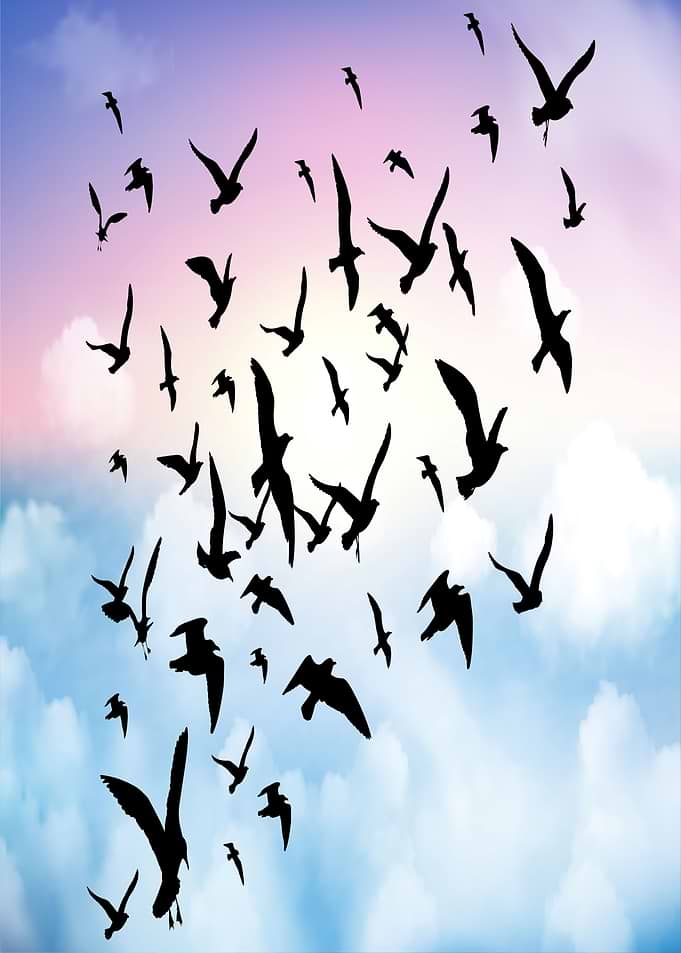 Birds flying o the Sky