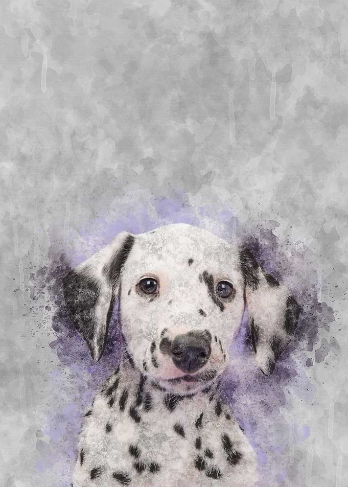 Dalmatian Puppy