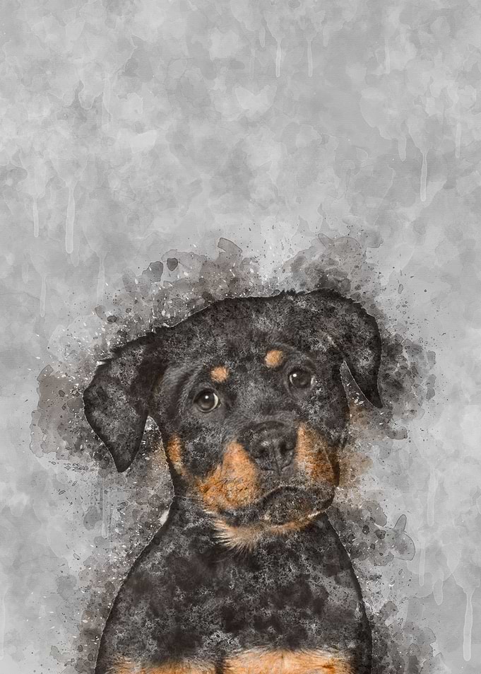 Rottweiler Puppy