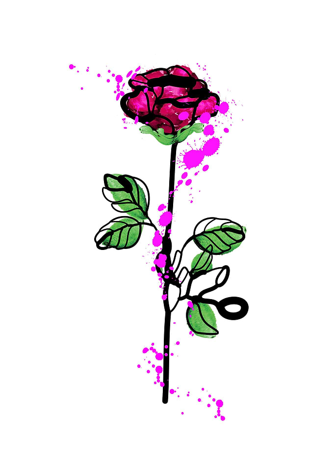 Pink rose