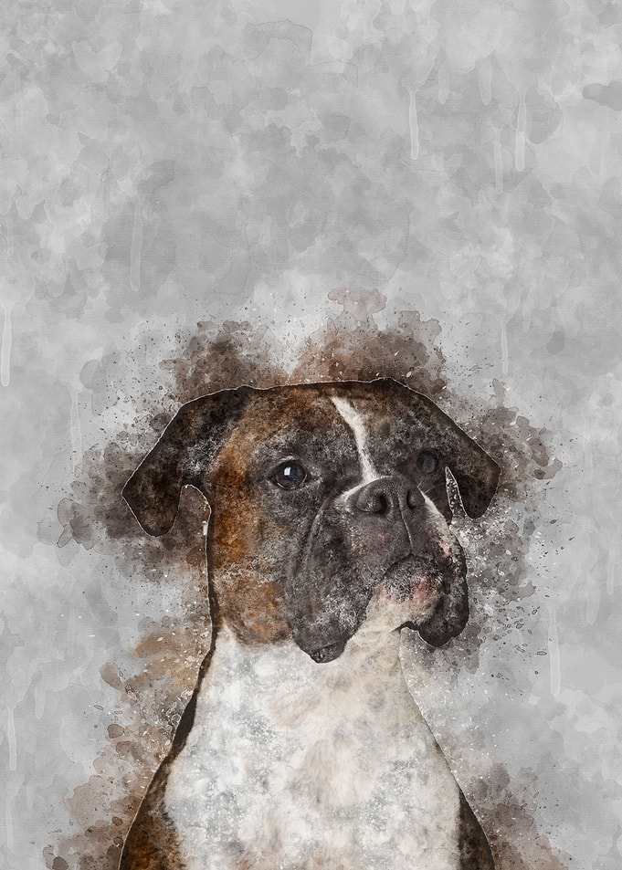 Boxer Dog