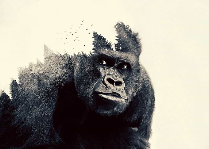 Gorilla wiht birds