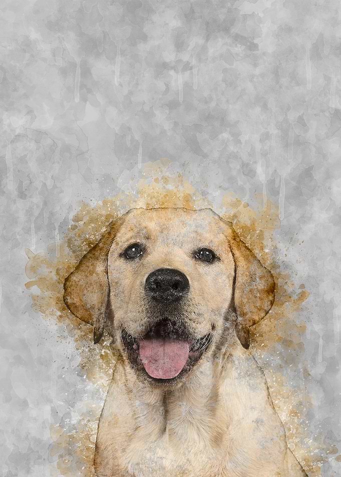 Labrador Retriever