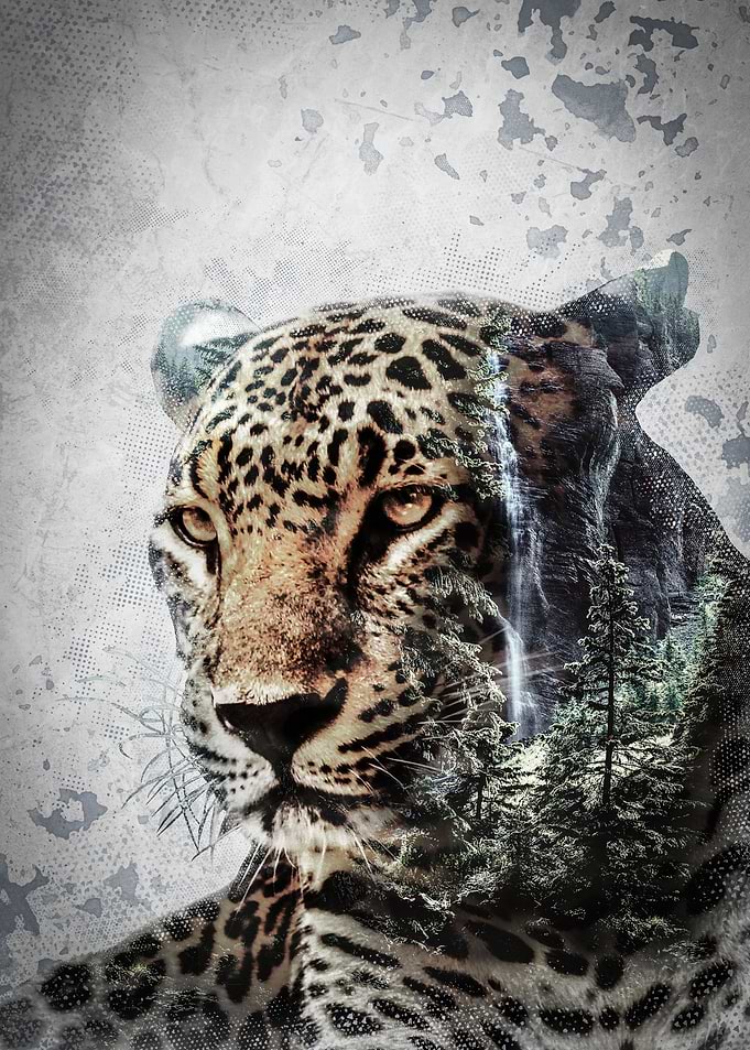 Waterfall Leopard