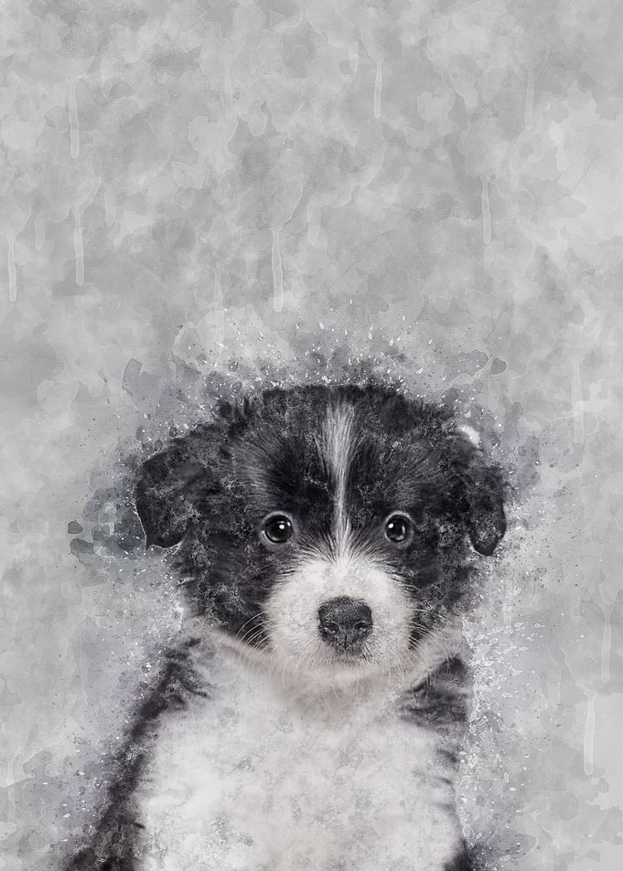 Border Collie Puppy