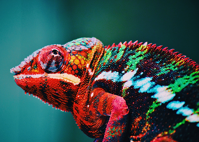 Chameleon Macro Photograph