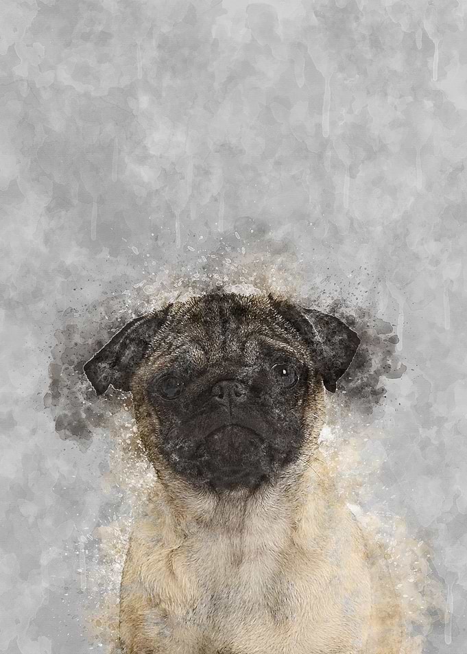 Pug