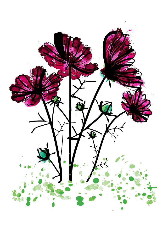 Pink cosmos