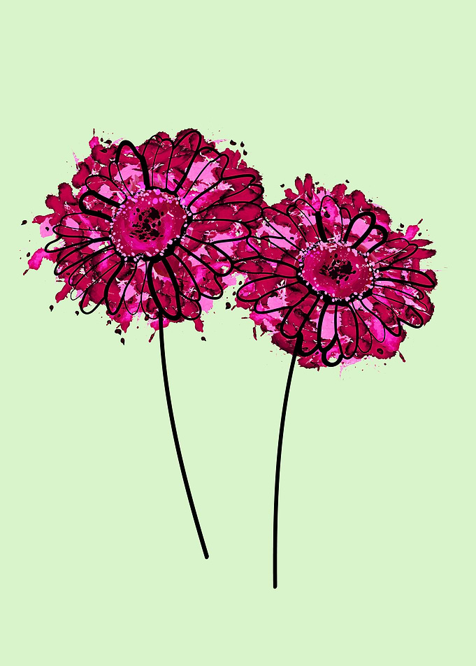 Hot pink gebera daisy
