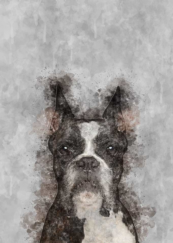 Boxer