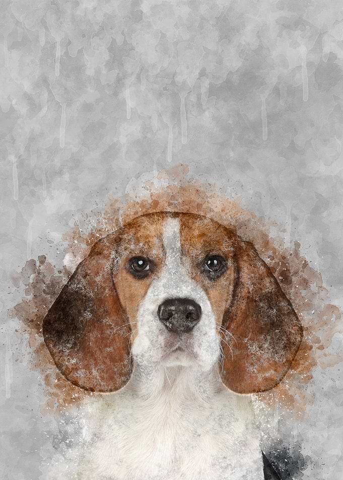 Beagle