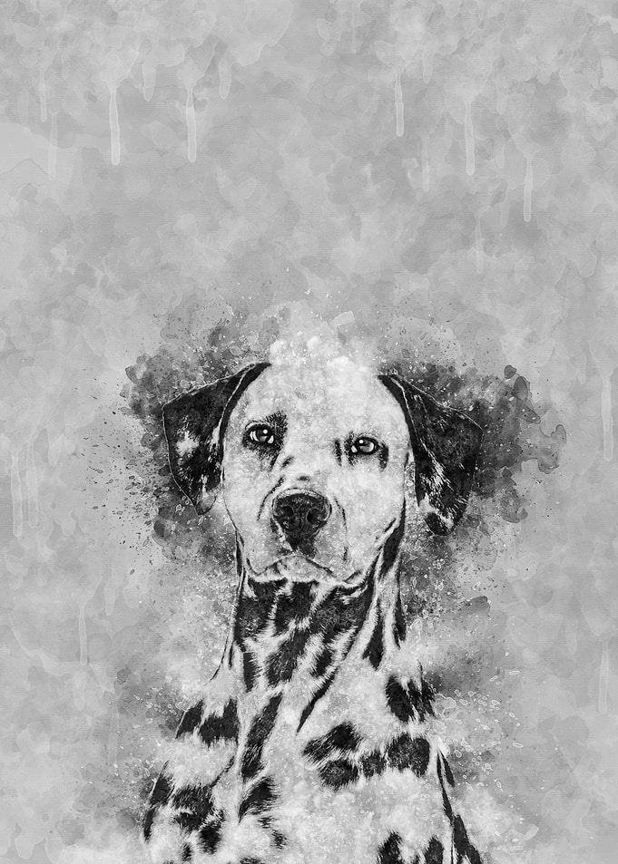 Dalmatian