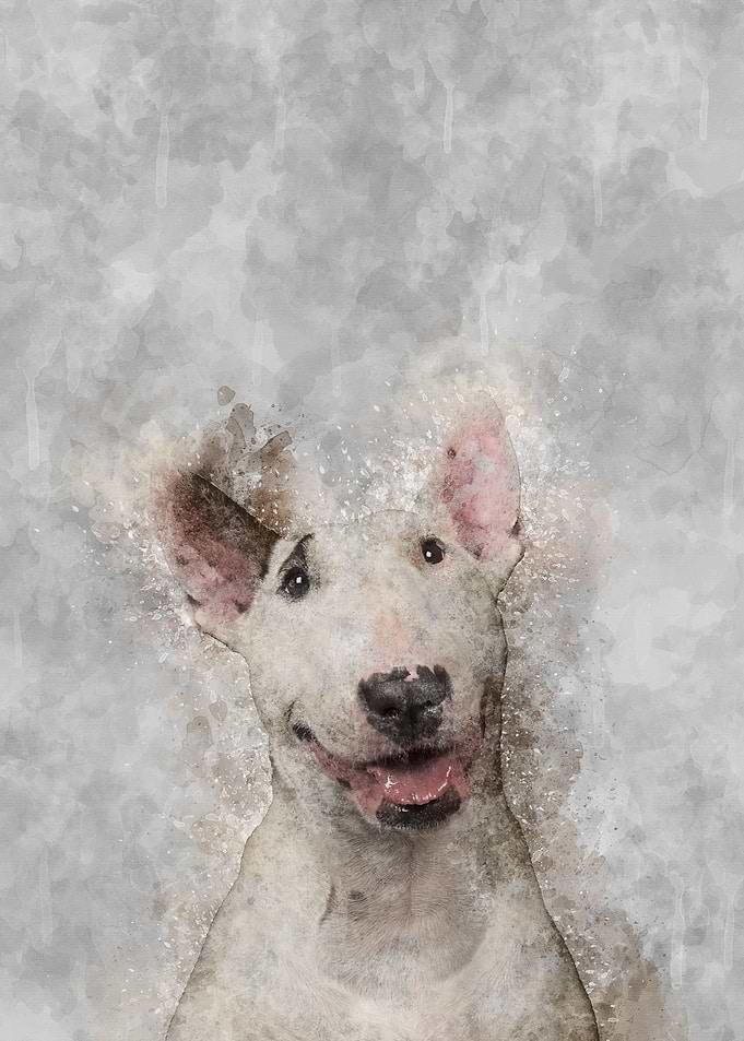Bull Terrier