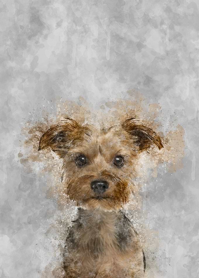 Yorkshire Terrier Puppy