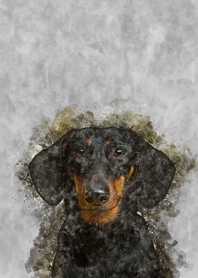 Dachshund