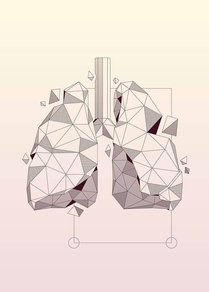 Lungs