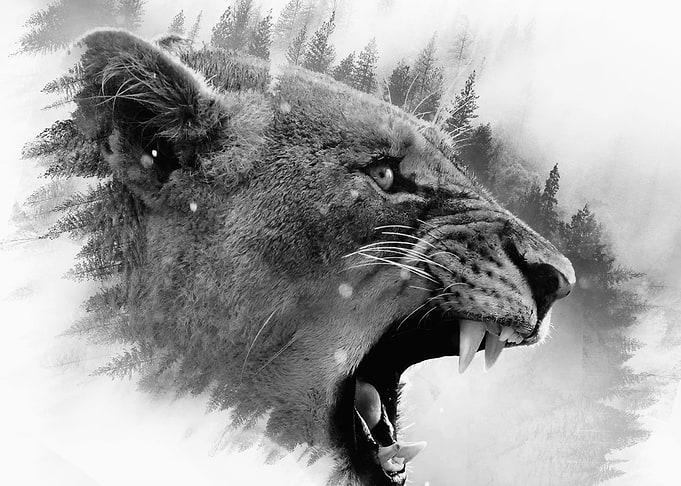 Grey Tiger