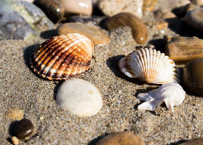 the remains of the shells