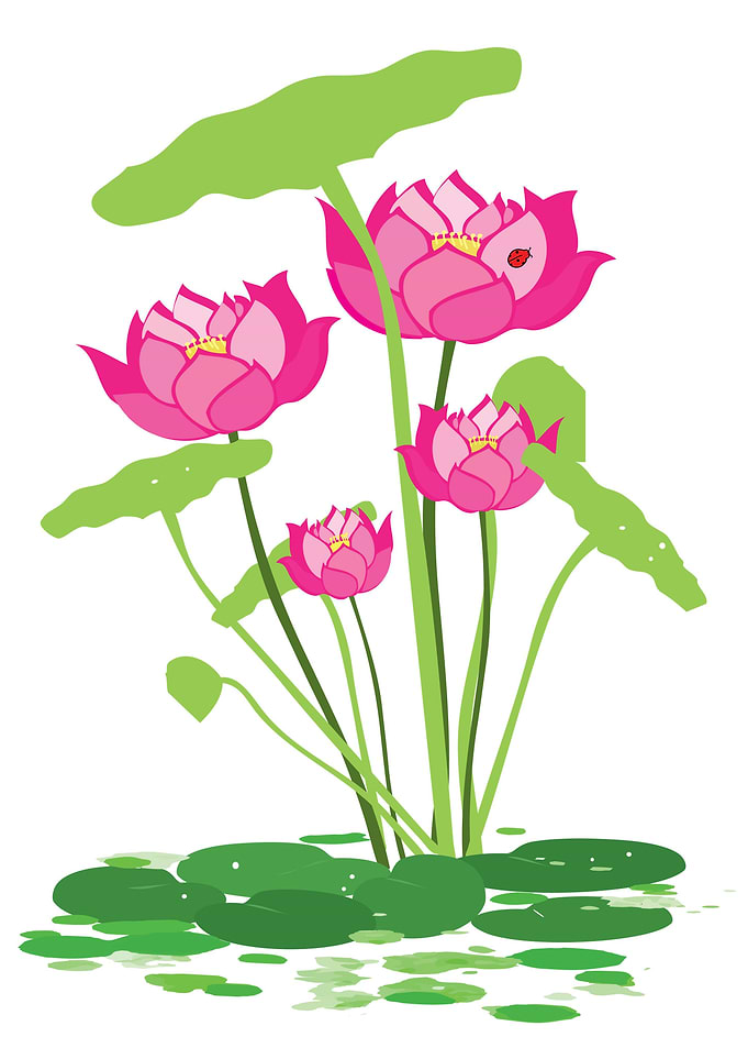 Pink water lily