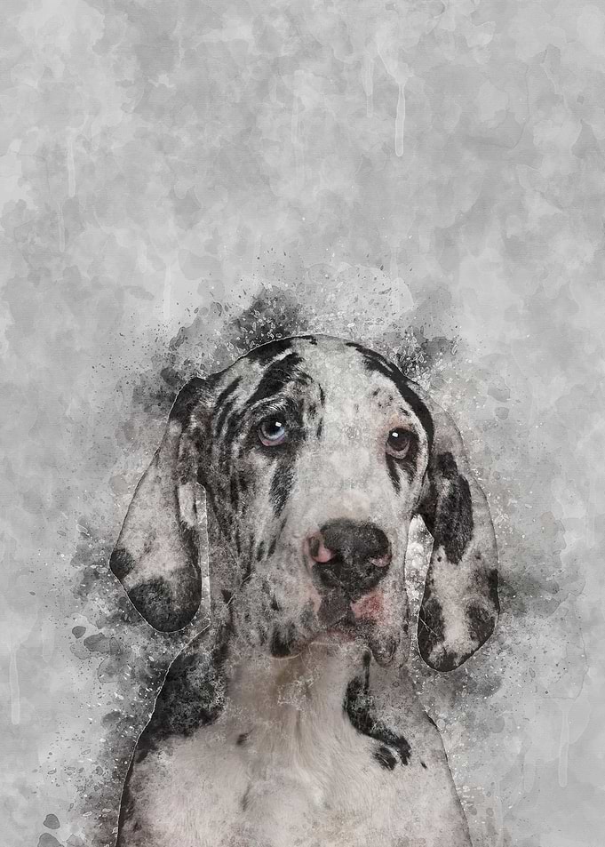 Great Dane Harlequin