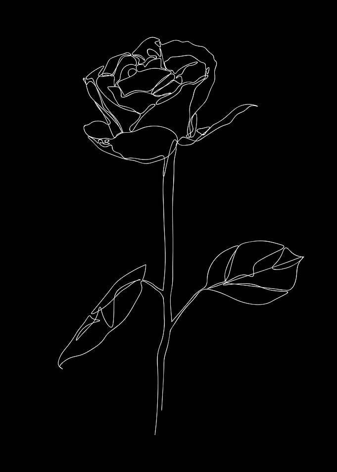White Rose