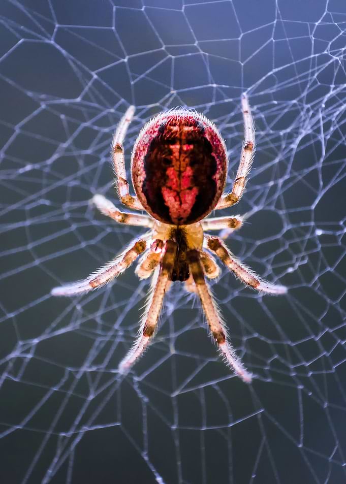 Red Spider