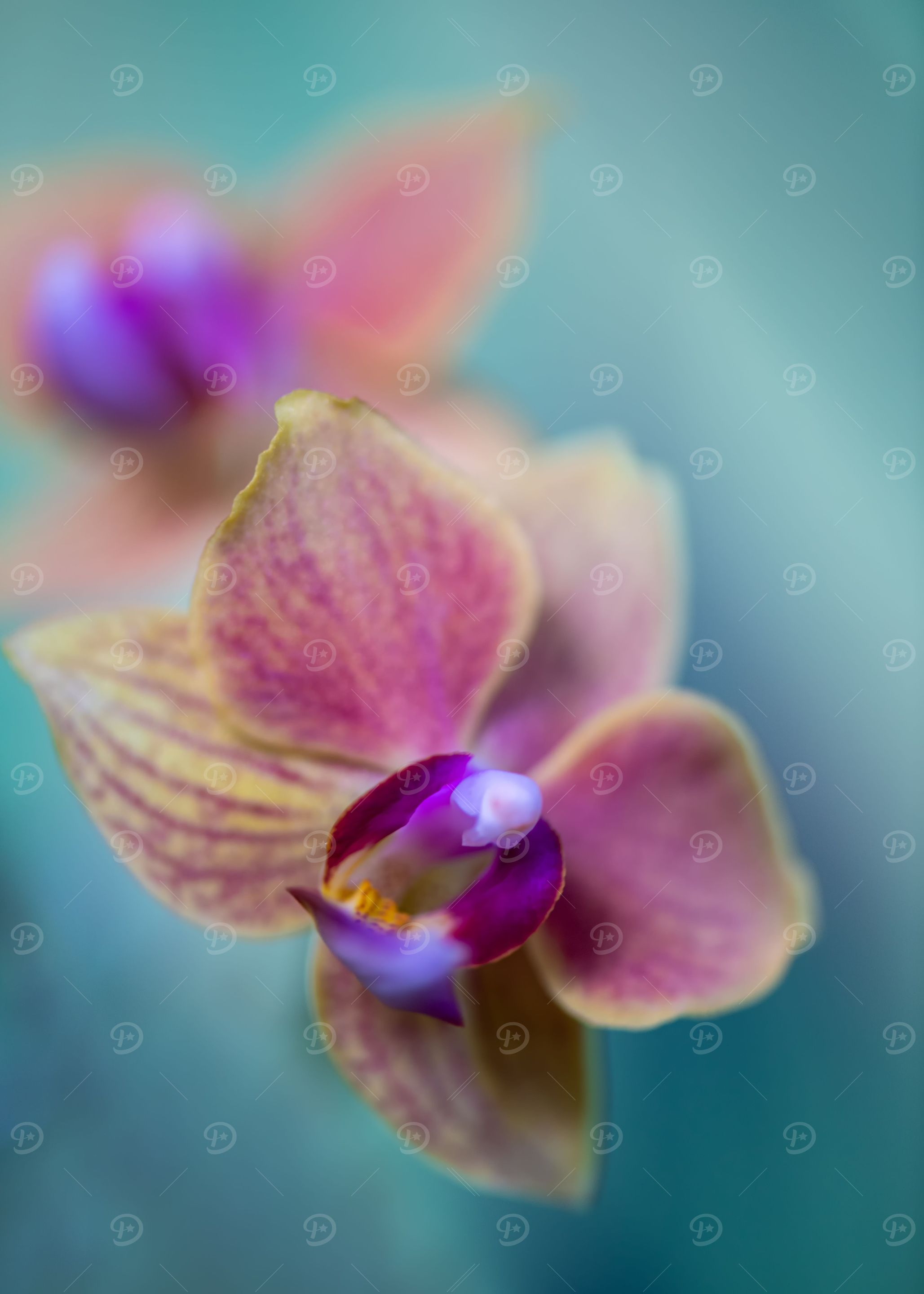Orchid Flower