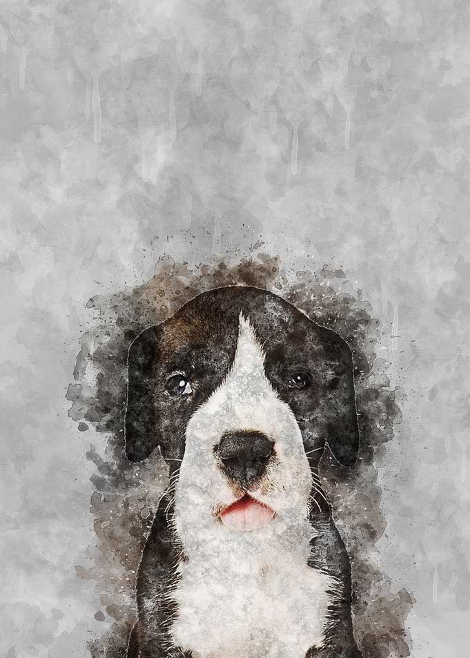 Great Dane Puppy