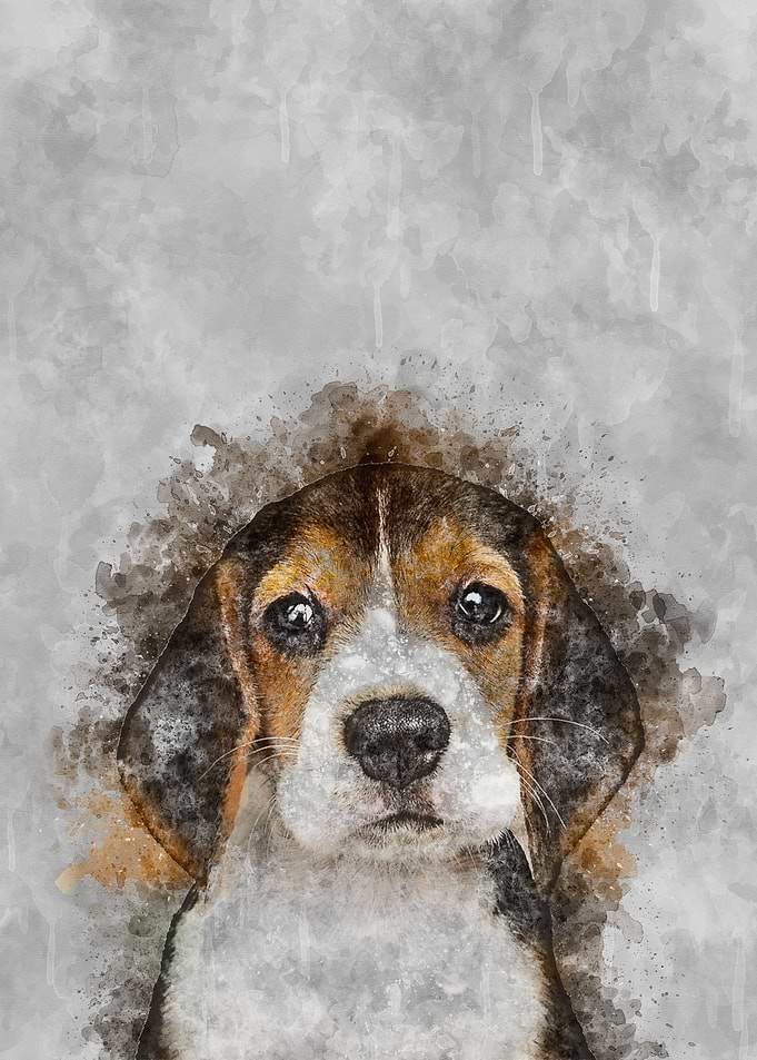 Baby Beagle