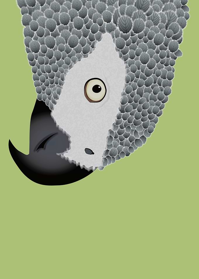African Grey Parrot