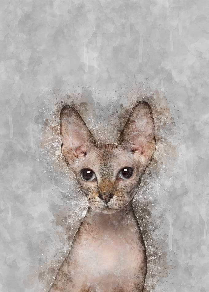 Sphynx