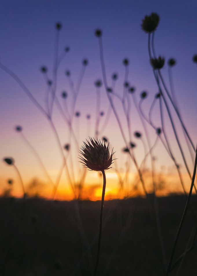 dry scabious against sun