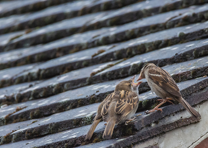 Feeding